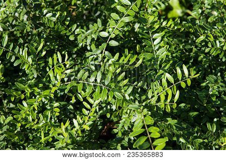 Closeup Of Green Leaves Of Lonicera Pileata A Ground Cover Plant.