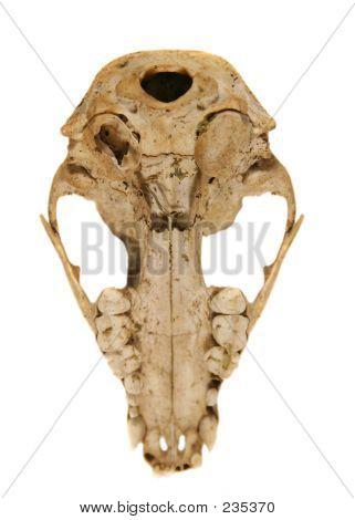 Bone01