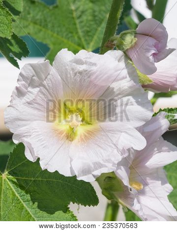 Blossom Common Hollyhock, Alcea Rosea, Close-up With Bokeh Background, Selective Focus, Shallow Dof.