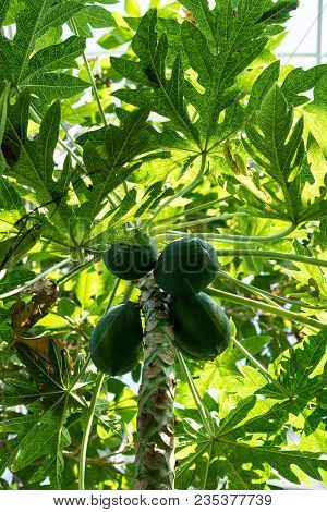 Melon Tree With Ripe Fruit, Carica Papaya Caricaceae From South America