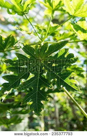 Melon Tree With Ripe Fruit, Carica Papaya Caricaceae From South America
