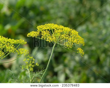Closeup Of Dill (anethum Graveolens) Inflorescence In The Blurry Green Background