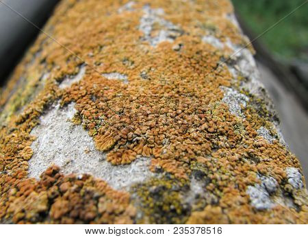 Orange Fungus Colony On An Old Rotten Log, Close-up Colorful Background
