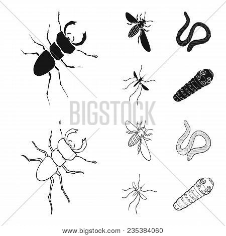 Arthropods Insect Mosquito, Bee.earth Worm, Caterpillar, Vermicular Set Collection Icons In Black, O