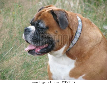 Grande velho cão Boxer