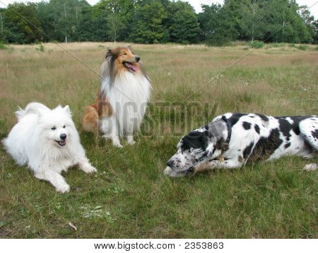 Um Trio feliz de cães