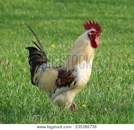 Cock chanticleer rooster outdoor 