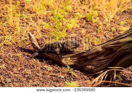 El Hierro Typical Lizard Tizon Gallotia Simonyi Canary Island