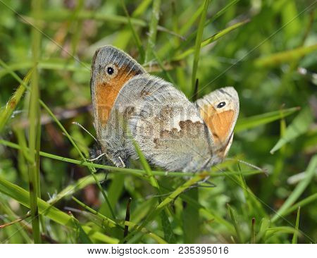 Small Heath Butterflies - Coenonympha Pamphilus
Pair Mating