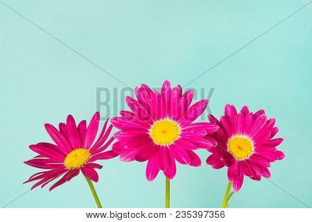 Three Pink Pyrethrum Flowers On Blue Sky As Background. Pink Daisy.