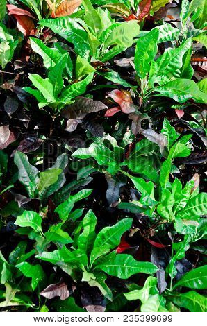 Variegated Laurel Plants Provide Many Benefits Such As Ornamental And Food Use.