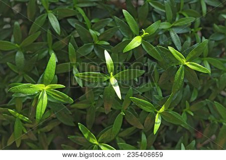 Green Floral Background. Young Green Leaves, Sprouts Or Shoots On The Myrtle Tree. Tree Myrtle. Spri