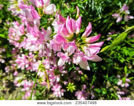 Crown Vetch Flowers On A Green Meadow
