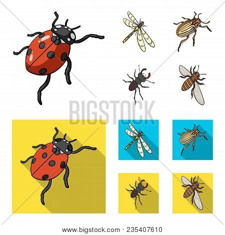 Arthropods Insect Ladybird, Dragonfly, Beetle, Colorado Beetle Insects Set Collection Icons In Carto