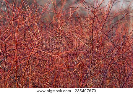 Cornus Sanguinea. Brightly Red Branches Of The Tree (dogwood) In The Spring Forest At Sunset In Apri