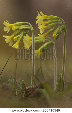 Spring Primose, Spring Flower On Meadow Background.
