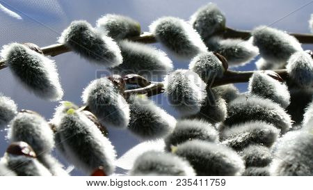 Willow Is A Symbol Of The Purity Of The Renewed Nature. Fluffy Inimitable Flowers-decoration Of The 