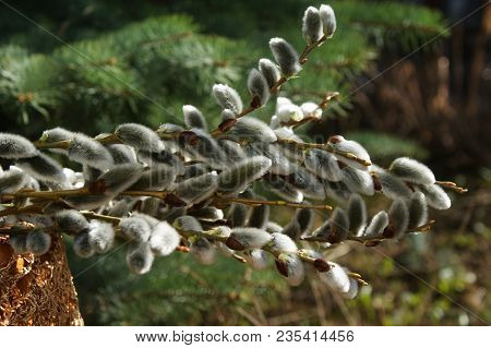 Willow Is A Symbol Of The Purity Of The Renewed Nature. Fluffy Inimitable Flowers-decoration Of The 
