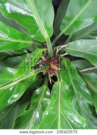 Anthurium, Araceae, Gelombang Cinta Tropical Plant Photography