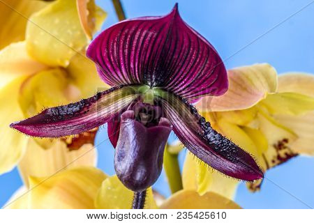 Paphiopedilum, Often Called The Venus Slipper, Is A Genus Of The Lady Slipper Orchid Subfamily Cypri