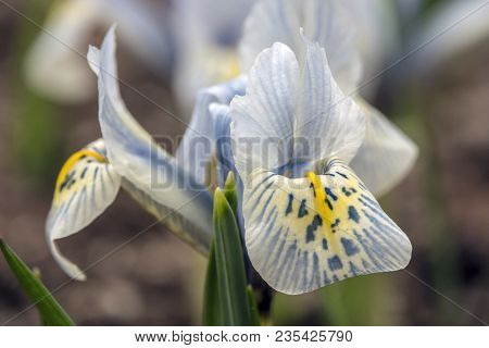 Blue Iris Flower With Water Drop In Close Up