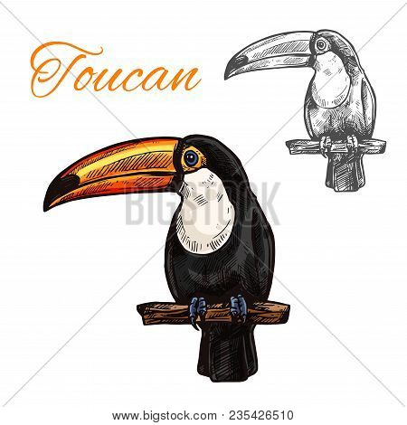 Toucan Sketch With Bird Of South American Tropical Jungle. Exotic Toco Toucan With Black Plumage, Wh