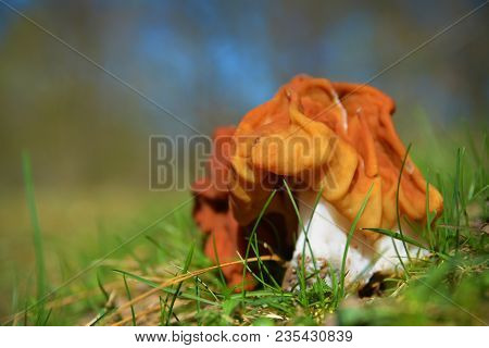 The False Morel Mushroom, Gyromitra Gigas Known As Snow Morel, Calf Brain Or Bull Nose