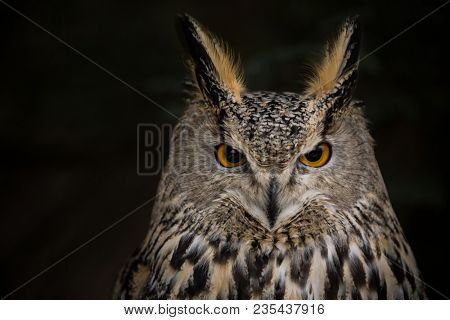 A Long-eared Owl (Asio otus) portrait with dark background, close-up.