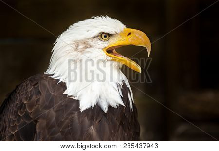 Portrait of a bald eagle (lat. haliaeetus leucocephalus)