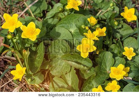 A Wonderful Yellow Flower Is A Puddle That Grows In Swampy Terrain 2018