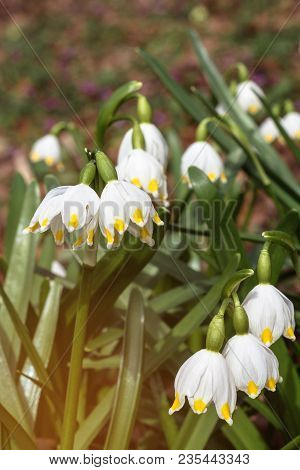 Wonderful Spring White Flowers Are Snowdrops With Rays Of The Sun 2018
