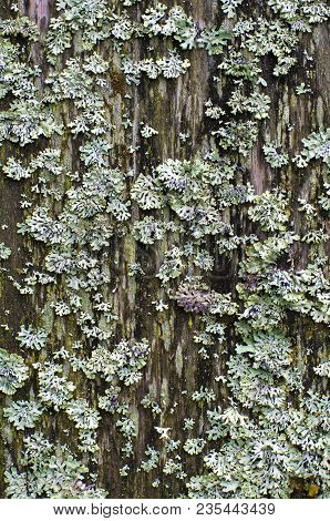 Abstract Background With Vintage Old Blackboard Covered With Light Moss