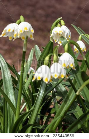 Wonderful Spring White Flowers Are Snowdrops With Rays Of The Sun 2018
