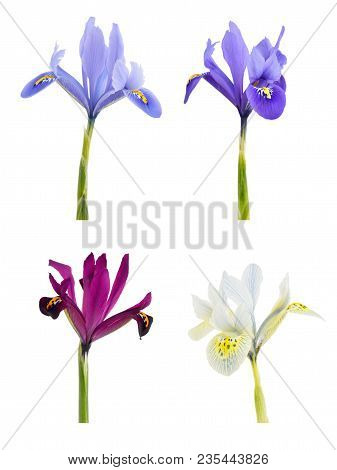 Iris  Or Iridodictyum  Isolated On White Background.