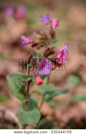 The Magnificent Purple Wild Flower Of The Primeval Grows In The Spring On The Lawn