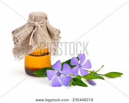Purple Vinca Flowers Isolated On White Background