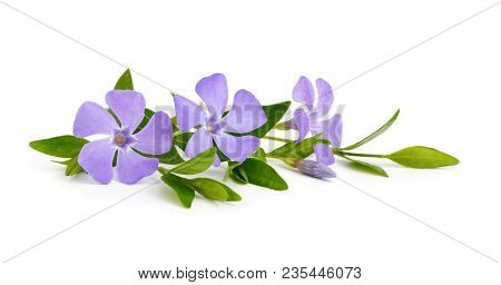Purple Vinca Flowers Isolated On White Background
