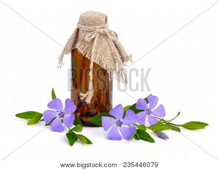 Purple Vinca Flowers Isolated On White Background