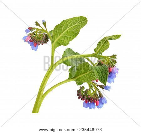 Symphytum Or Comfrey  Isolated On White Background