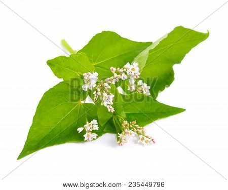 Buckwheat Flowers Isolated On White Back Ground