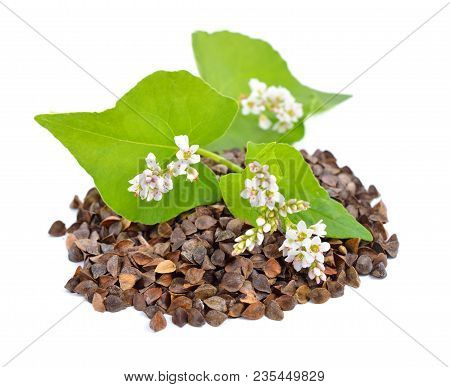 Buckwheat With Flowers Isolated On White Background.