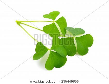 Wood -sorrel Leawes. Isolated On White Background.