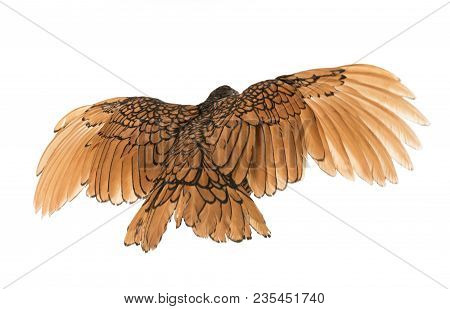 Golden Sebright Chicken In Front Of White Background