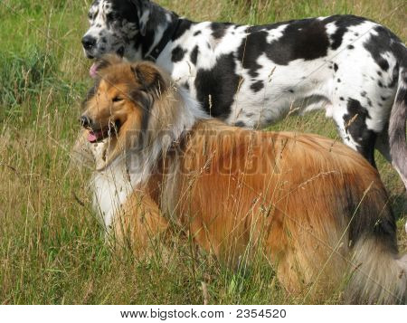 Dois belos cães