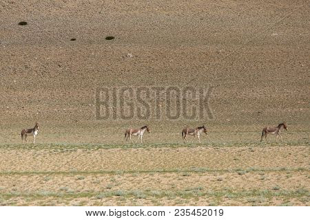 Tibetan Wild Ass or Kyang Equus Kiang on Changthang plateau in Ladakh, India