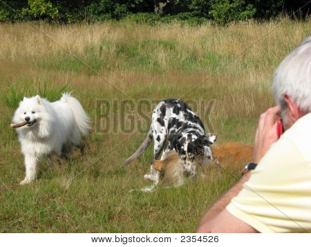 Homem tirando fotos de cachorros jogando