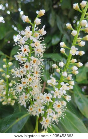Privet Flower Evergreen Hedge Plant Privet Flower Evergreen Hedge Plant