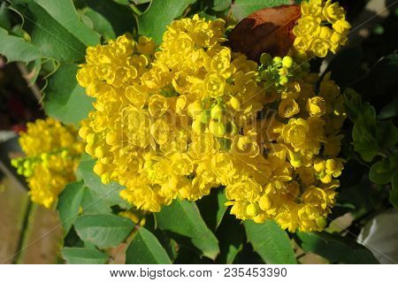 Yellow Flower Of Mahonia Rustic Plant Yellow Flower Of Mahonia Rustic Plant
