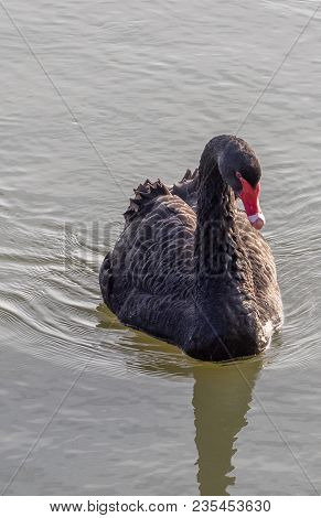 Lovely Black Swann Nesting On French Lake