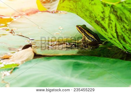 Green Frog In Pond Under Lotus Leaf In Morning Light